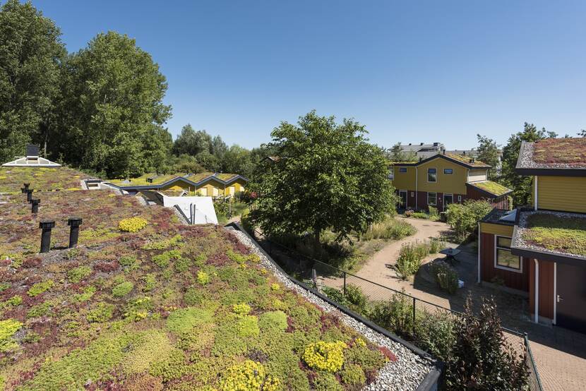 Bovenaanzicht van huizen in een groene straat, allemaal met groene daken. In het midden staat een grote boom vol in blad.
