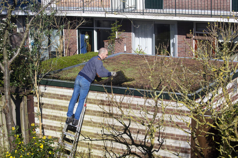Een man in een blauwe trui staat op een ladder en bedekt het dak van een schuur met planten om wateroverlast te verminderen.