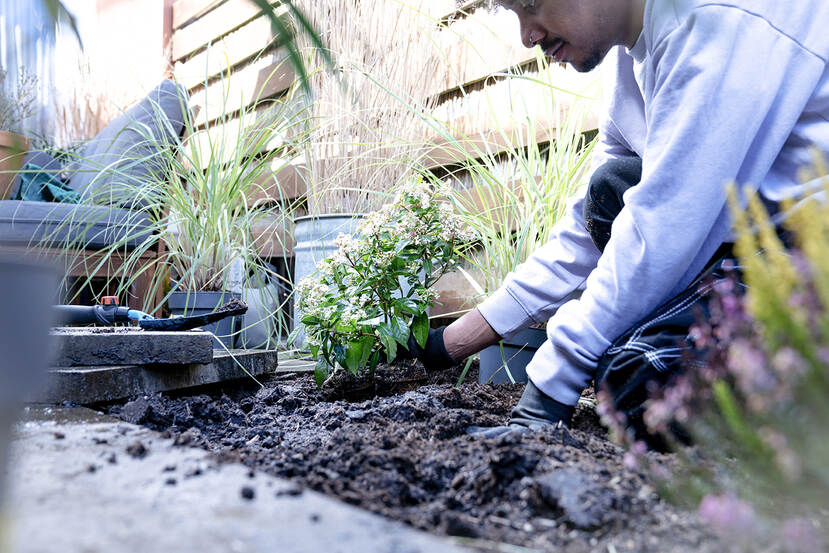 Een man plant een plantje in de tuin. Links van hem ligt een tuinschepje en stapel tegels die hij heeft weggehaald.