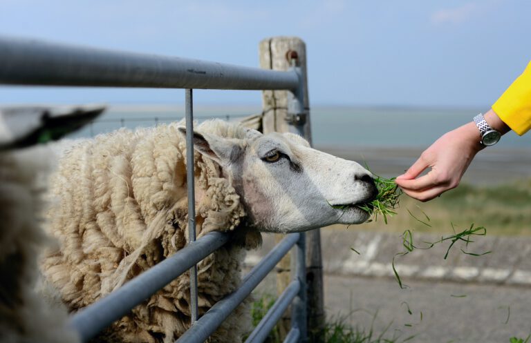 Maak jouw huis comfortabeler met het gebruik van Texelse schapenvachten